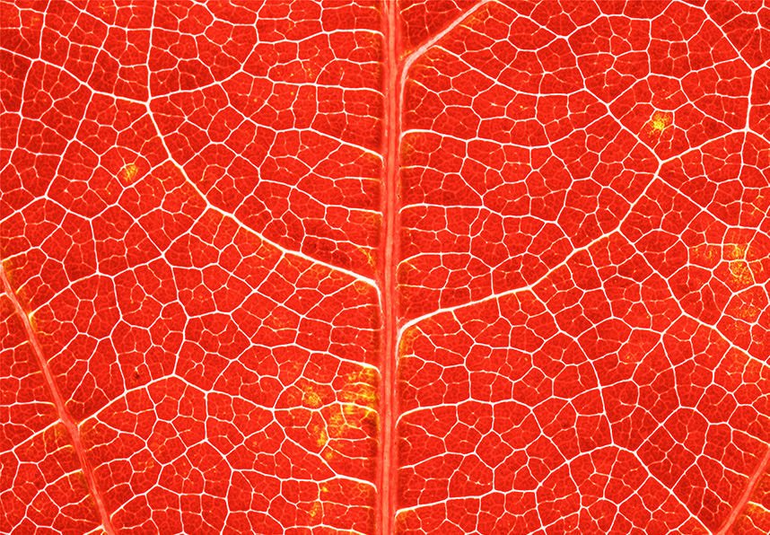 Detail of red leaf