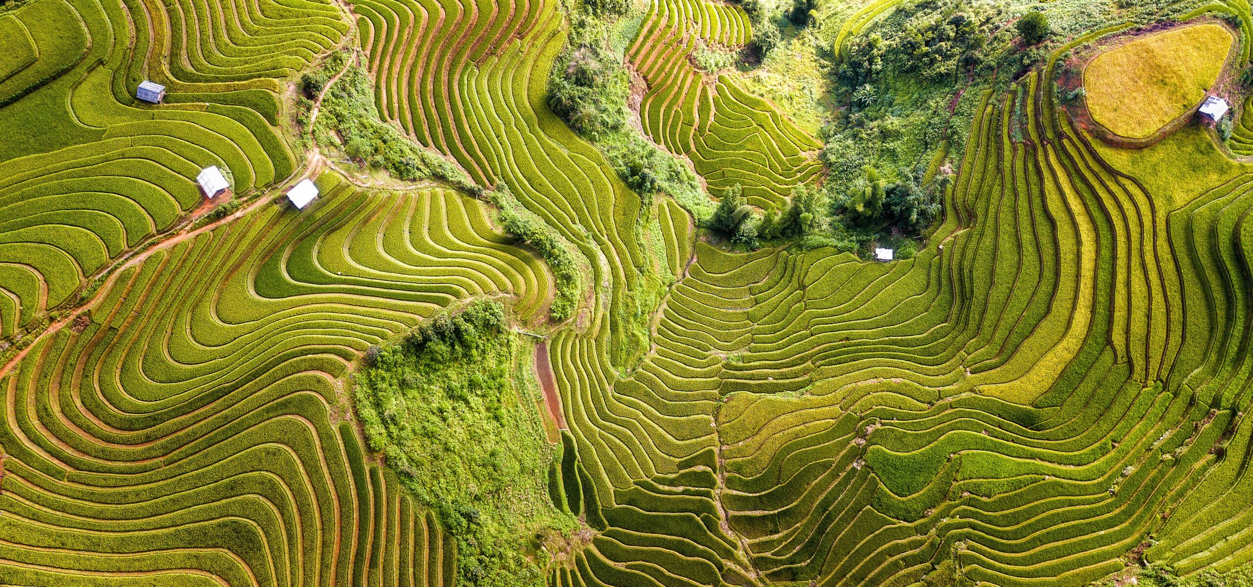 Aerial view of rice paddies