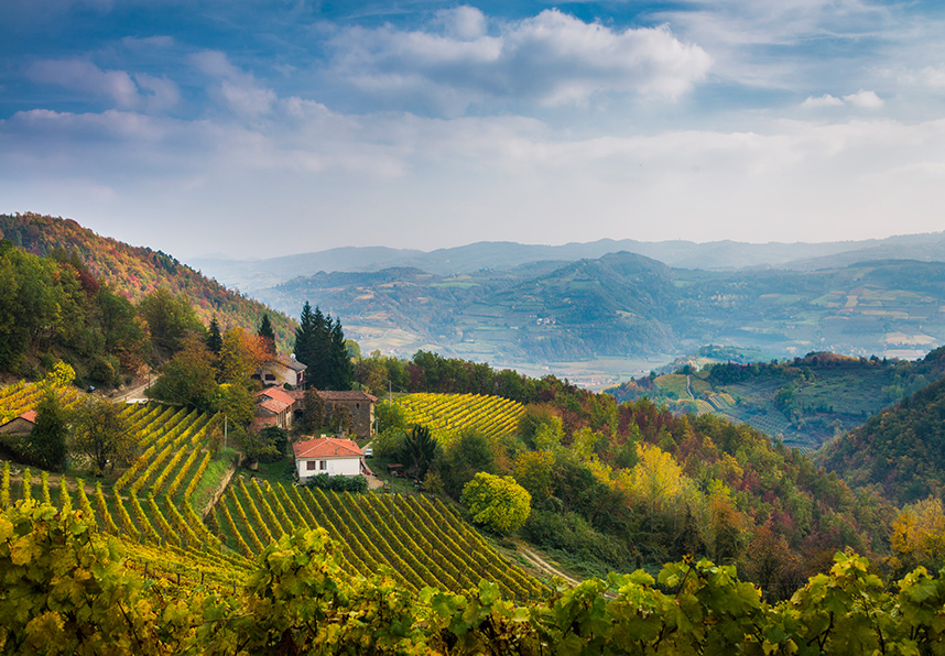 italian vineyard amongst the hills