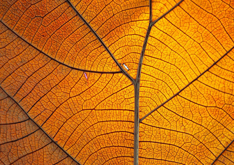 Detail of an orange leaf
