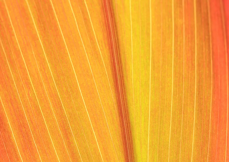 Detail of orange flower petal