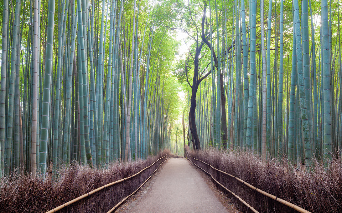Rockefeller Global Family Office Path through a bamboo forest