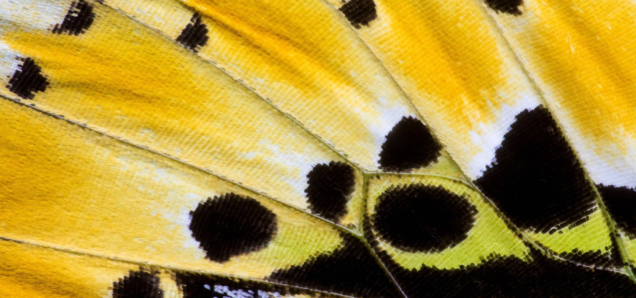 Detail of butterfly wing
