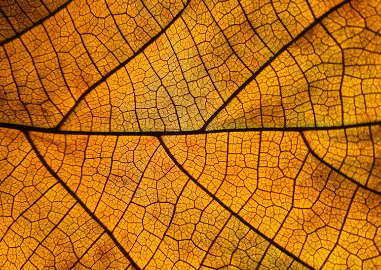 Detail of a golden leaf