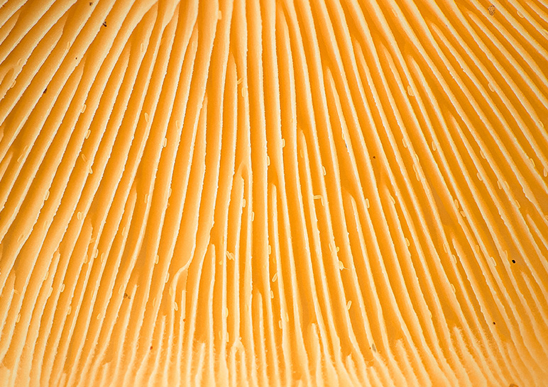 Detail of a mushroom