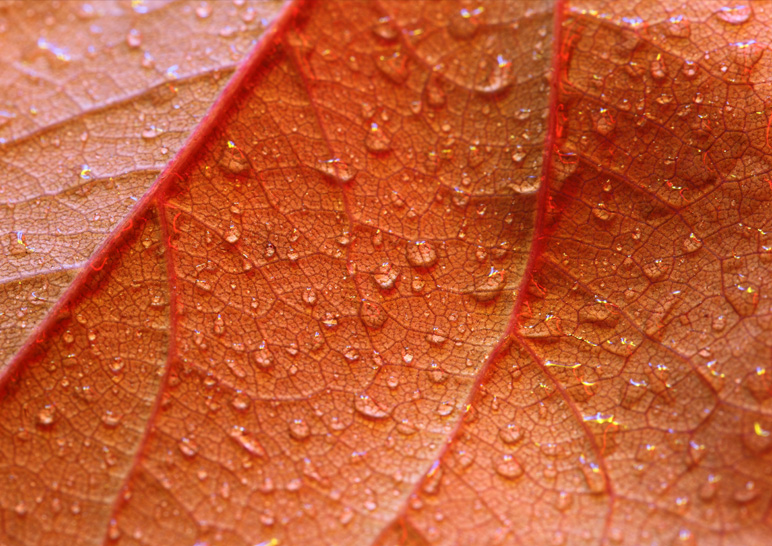 Detail of beads of water on a red leaf