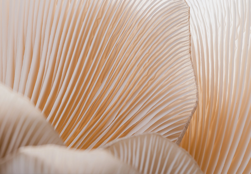 Detail of mushroom